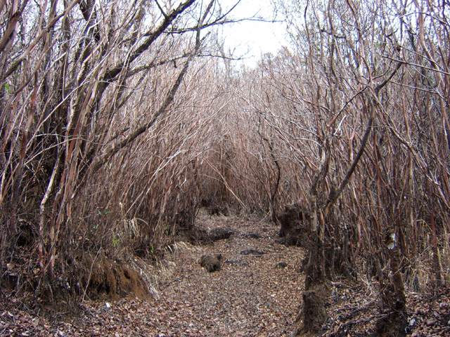 Fin 2007, la végétation est encore loin de reprendre vie à cause des pluies acides