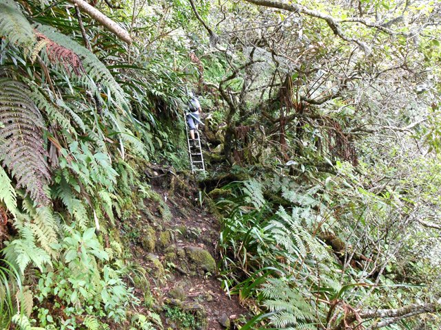 Passage d'une échelle dans les bois de couleurs en fin de parcours