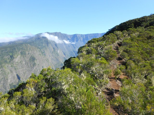 Là, la végétation est constituée de branles verts