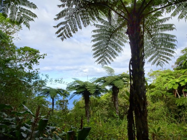 Une clairière abritant des fanjans