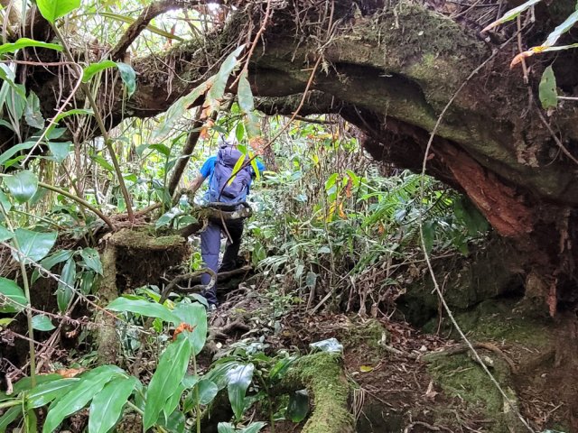 Beaux spécimens d'arbres dans la jungle de longoses