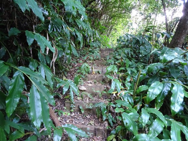 Le début du sentier est constitué de marches