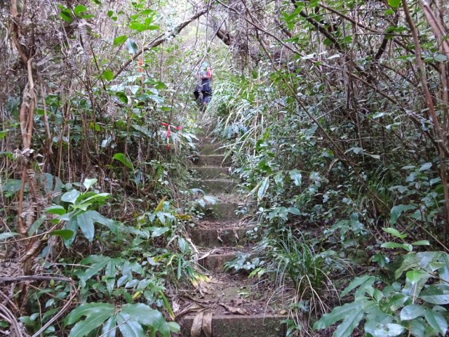 Les escaliers ont tendance à être envahis de longoses