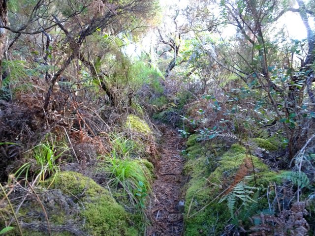 Agréable sentier sur l’arête dominant le Bras Cresson