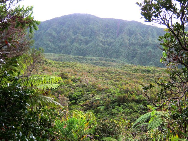 Le Morne du Bras des Lianes et une idée de la végétation de la Forêt des Lianes