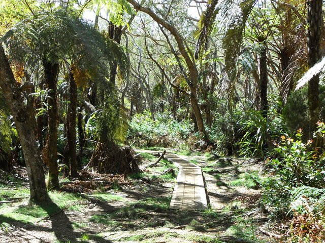 Quelques planchers sur le sentier quittant le gîte de Bélouve
