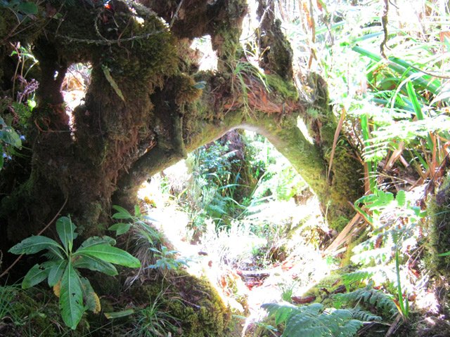 Le paysage est très moussu sur le sentier de bord avant de plonger vers la Forêt des Lianes