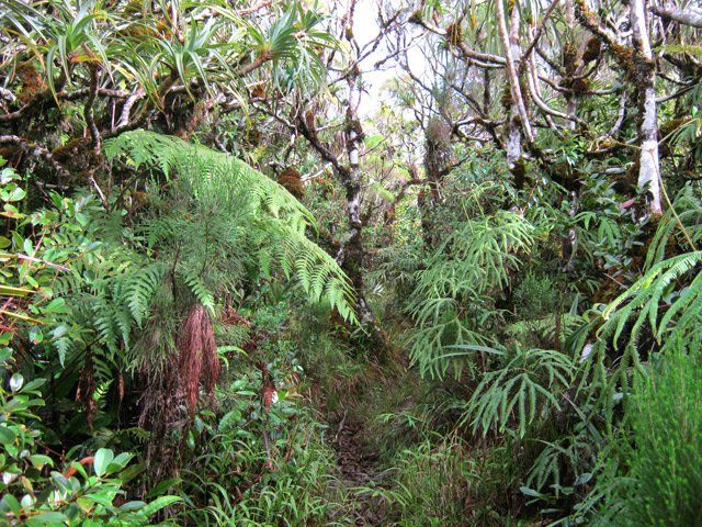 Le sentier est étroit dans les premiers pimpins