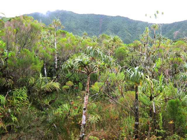 Sous les pimpins, le sol est marécageux