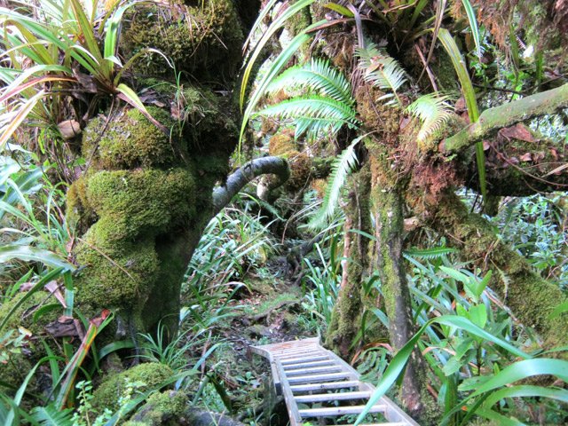 Certains passages auraient été difficiles sans ces échelles