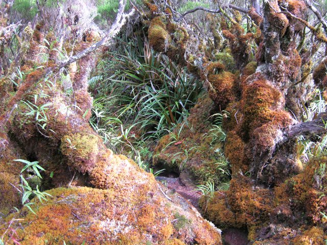 Magnifique sentier moussu dans les branles en bordure de rempart