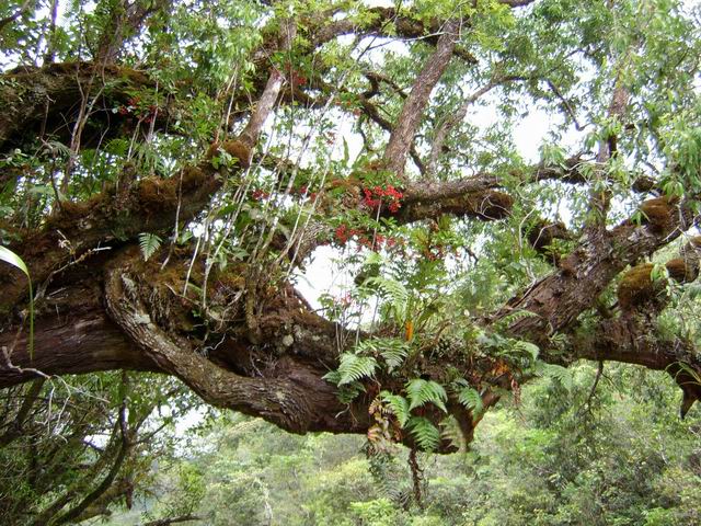 Les bois Noël, très nombreux sur ce parcours poussent à même les arbres