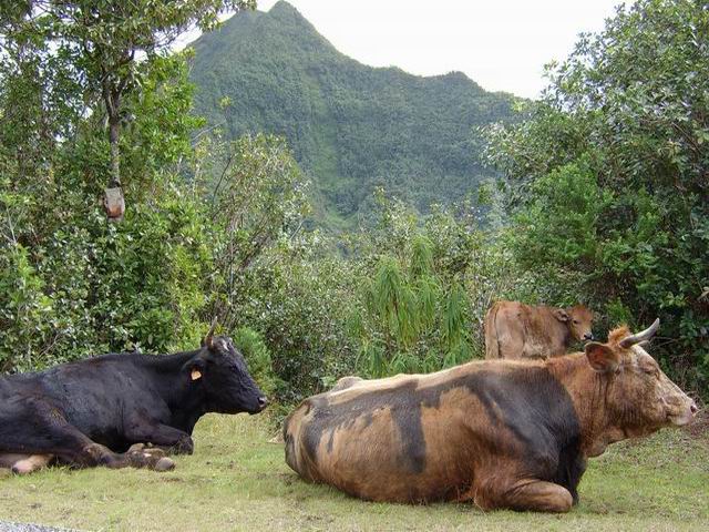 Le Morne du Bras des Lianes depuis la route de l'Eden
