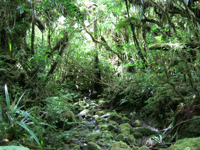 Le fond de cette longue ravine moussue sert de sentier