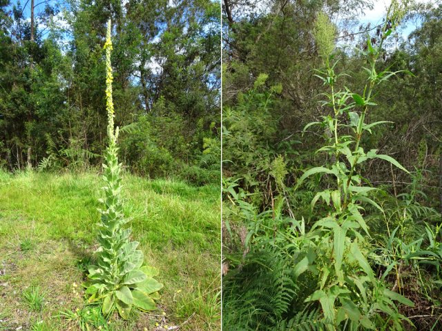 La piste est bordée de bouillons blancs et d'oseilles sauvages