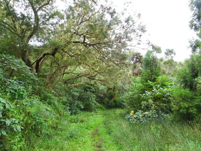 Très vite, l'herbe envahit le sol