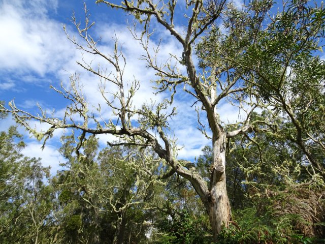 Quelques tamarins morts se couvrent de mousses