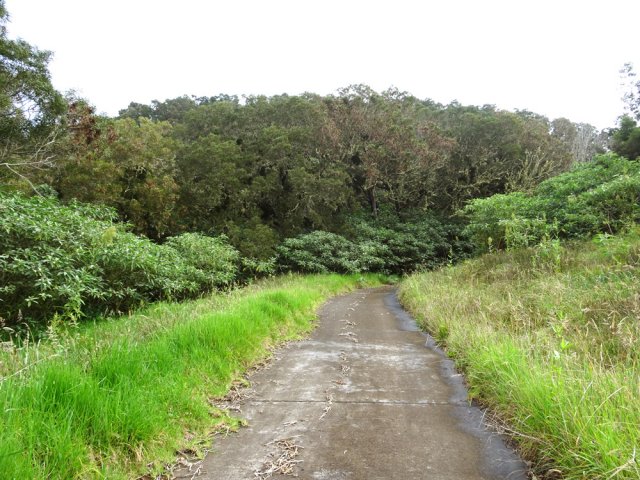 Le discret Piton Fougères recouvert de tamarins des Hauts