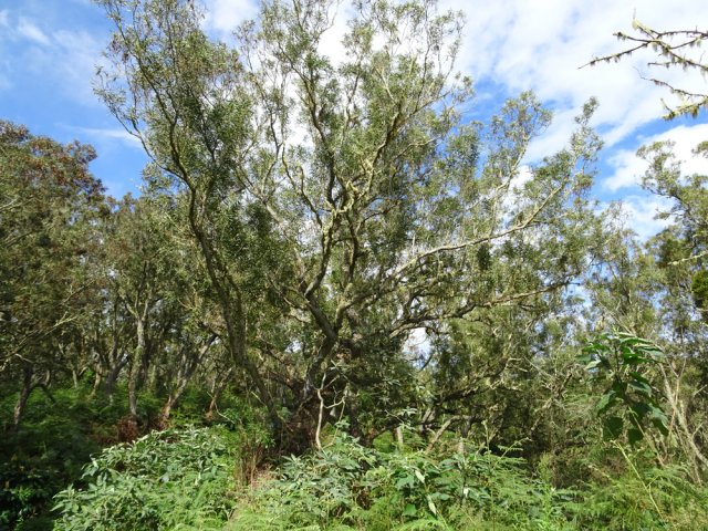 D'autres, bien vivants, semblent en pleine forme