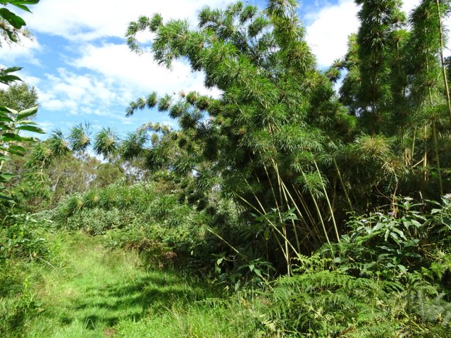 On croise quelques belles touffes de bambous calumets