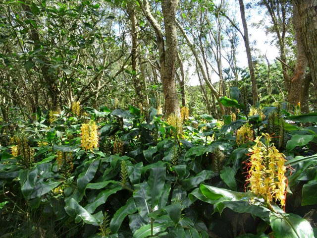 Les longoses ont envahi la totalité du sous-bois