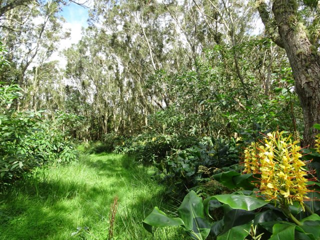 Balade dans l'herbe verte à l'ombre des tamarins