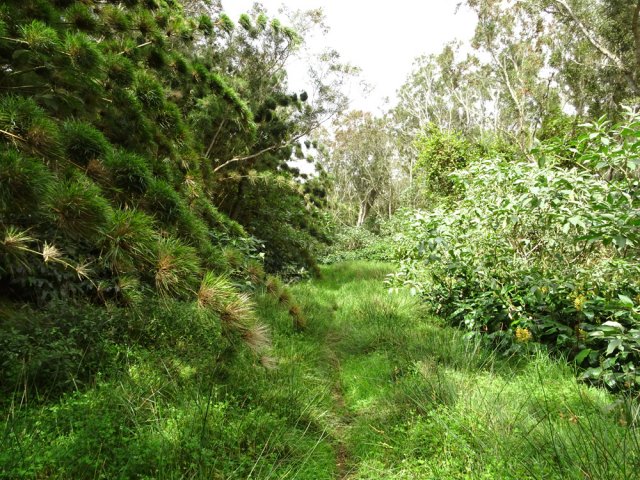 Les joncs sont nombreux, signe d'humidité permanente