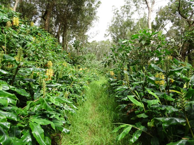 Par endroits, les longoses se touchent presque