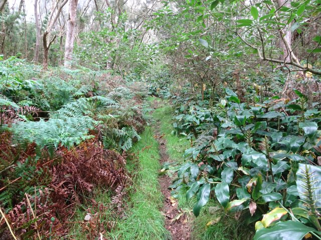 Le début du sentier de la Ligne des Eucalyptus
