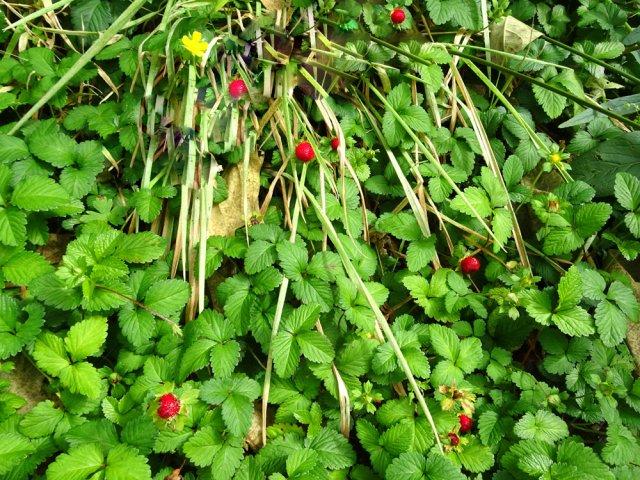 Les fraises de l'eau semblent appétissantes mais ne sont pas goûteuses
