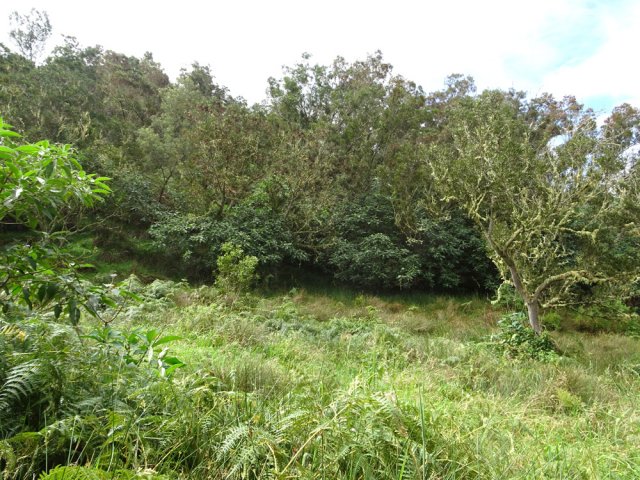 Beaucoup de joncs sur la droite de la piste