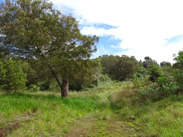 Quelques beaux tamarins bordent la piste