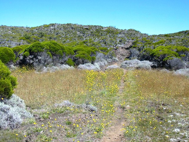 Traversée d'une clairière avant d'entamer la descente vers Jacques Payet