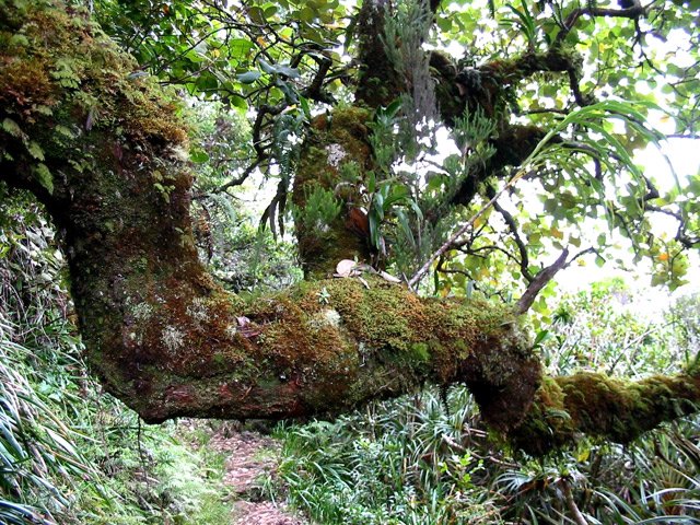De beaux arbres moussus obligent à se baisser pour suivre le sentier