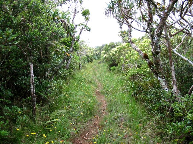 Une portion herbeuse dans les pimpins et les bois de couleurs