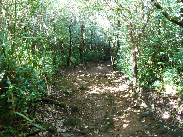 La fin de la descente est bordée de goyaviers