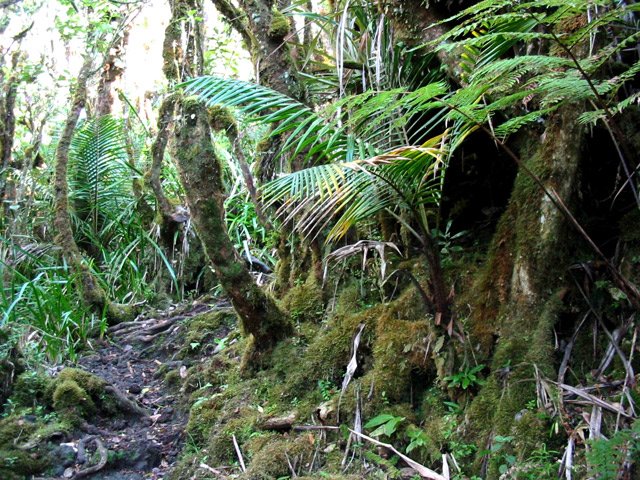 Sentier sur les laves glissantes et dans les bois de couleurs moussus