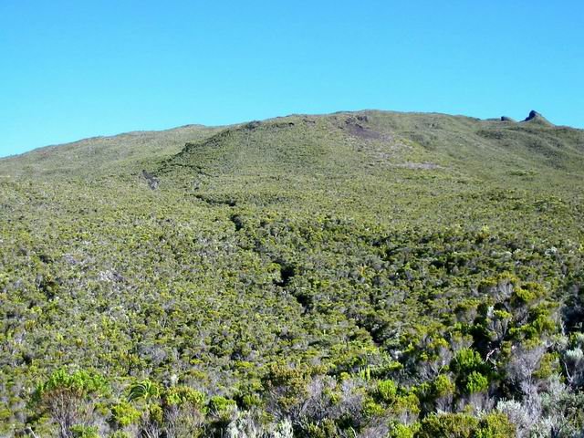 Le sentier qui serpente dans les brandes pour rejoindre le Piton Rick.
