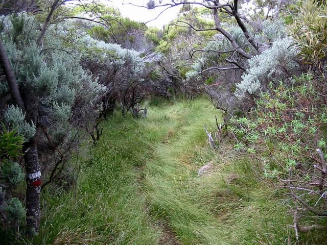 Le sentier vers Jacques Payet aux alentours du Piton Lardé