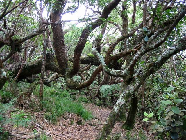Quelques arbres tortueux de la Forêt de la Crête.
