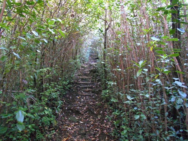 Forte montée dans les goyaviers pour couper le long lacet de la piste