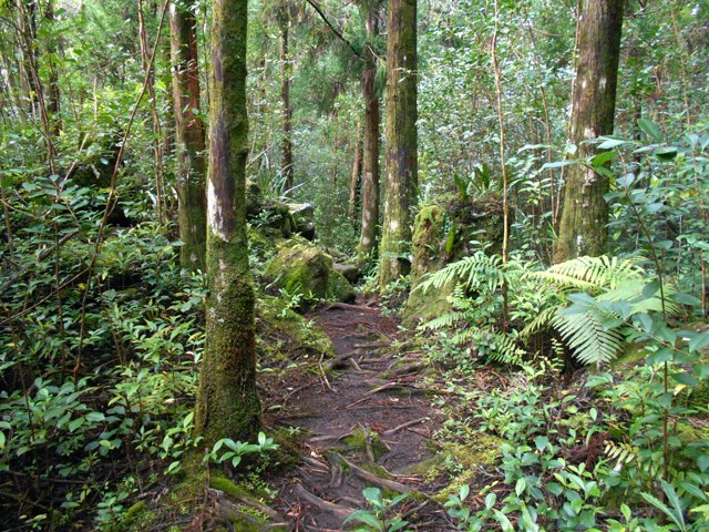 Traversée de la très moussue forêt de cryptomerias
