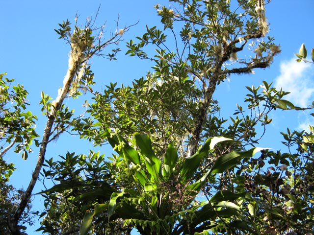 Rare partie claire de la forêt de bois de couleurs