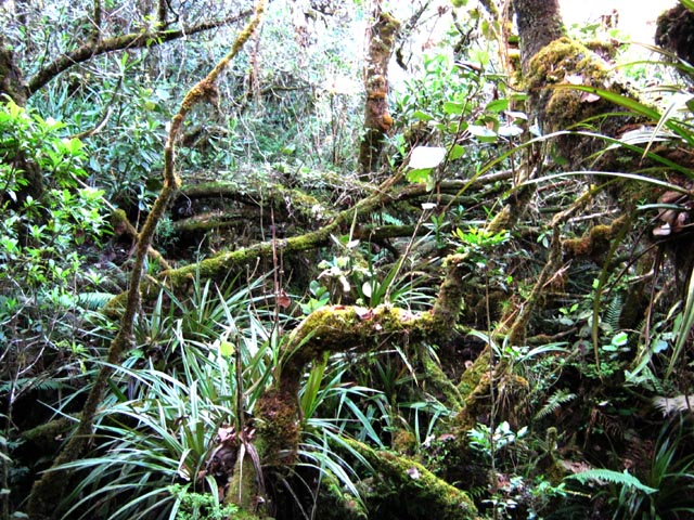 Entre la forêt primaire et celle de bois de couleurs