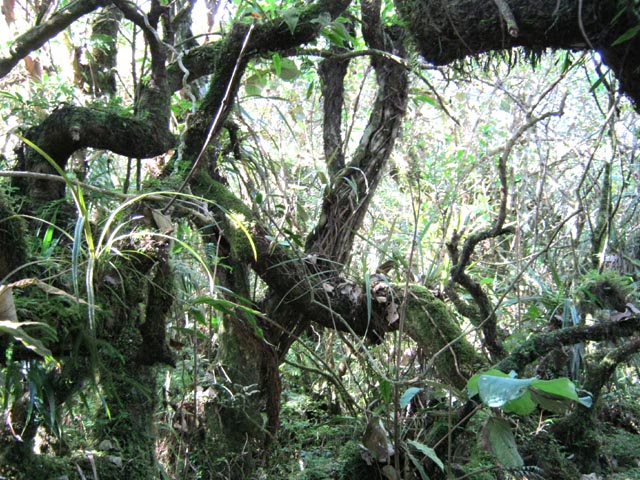 Comme les champignons, la mousse aime l'humidité