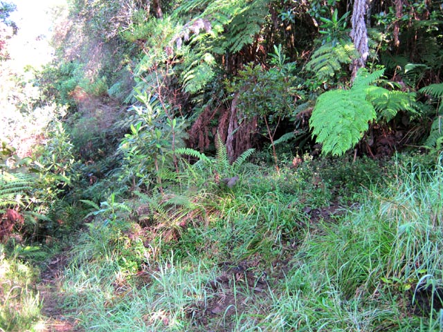 La fin du sentier (D) qui rejoint le coupe-feu (G)