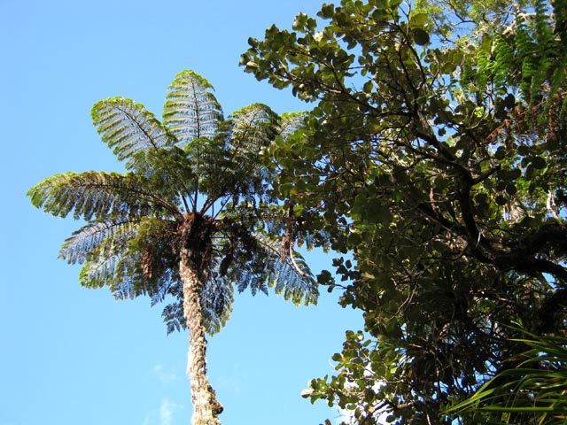 Partout, de beaux fanjans