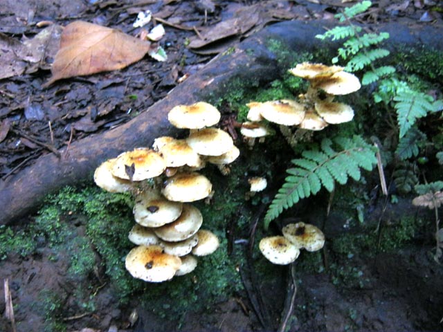 La forte humidité permet la prolifération de champignons