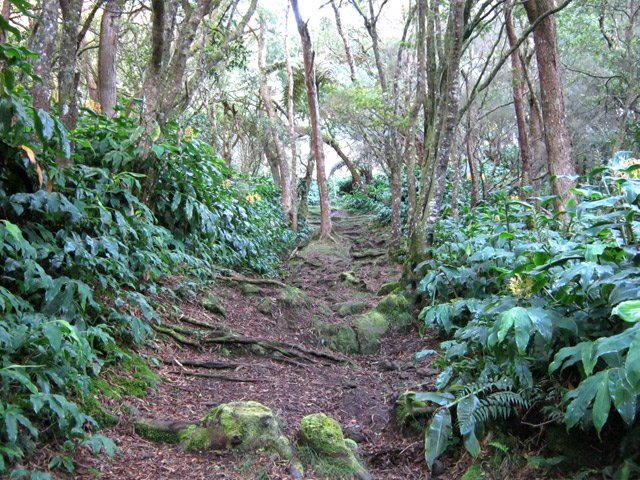 Beaucoup de longoses mais un sentier assez régulièrement entretenu
