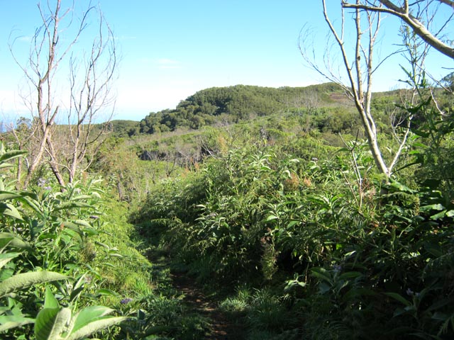 Le Piton Fougères vu du Sentier des Tamarins